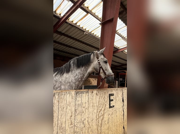 PRE Wallach 8 Jahre 168 cm Apfelschimmel in Ganderkesee