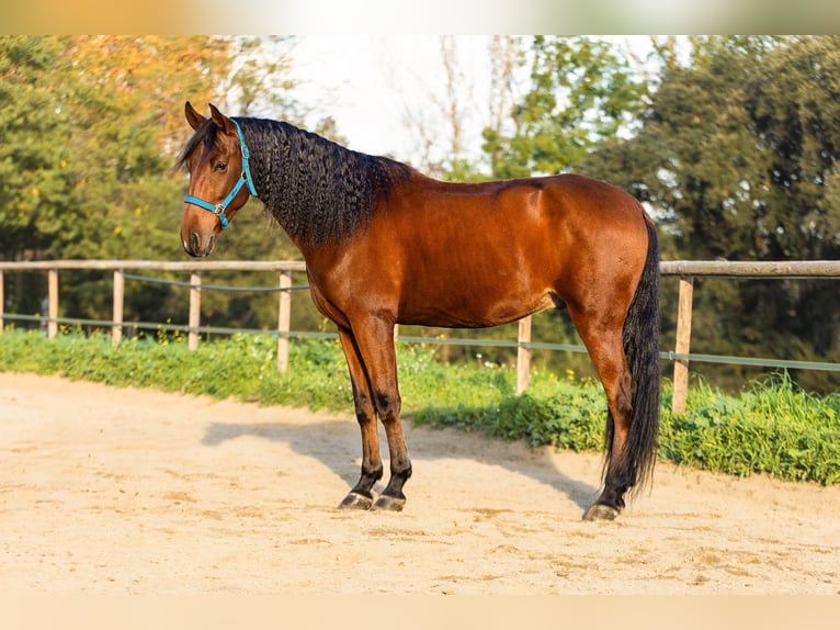 PRE Wallach 8 Jahre 168 cm Brauner in Cardedeu