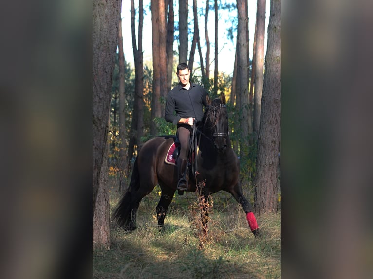 PRE Mix Wallach 8 Jahre 168 cm Dunkelbrauner in Santok PRE Mix Wallach 8 Jahre 168 cm Dunkelbrauner in Santok