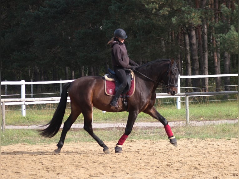 PRE Mix Wallach 8 Jahre 168 cm Dunkelbrauner in Santok PRE Mix Wallach 8 Jahre 168 cm Dunkelbrauner in Santok