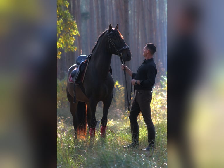 PRE Mix Wallach 8 Jahre 168 cm Dunkelbrauner in Santok PRE Mix Wallach 8 Jahre 168 cm Dunkelbrauner in Santok