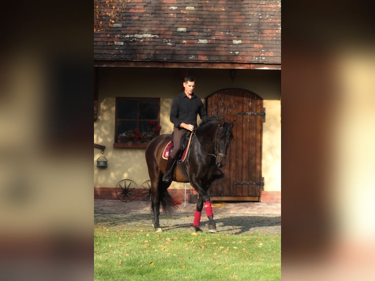 PRE Mix Wallach 8 Jahre 168 cm Dunkelbrauner in Santok PRE Mix Wallach 8 Jahre 168 cm Dunkelbrauner in Santok