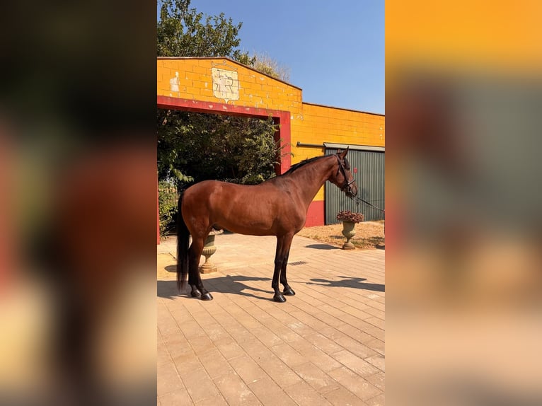 PRE Wallach 8 Jahre 168 cm Rotbrauner in SEVILLA