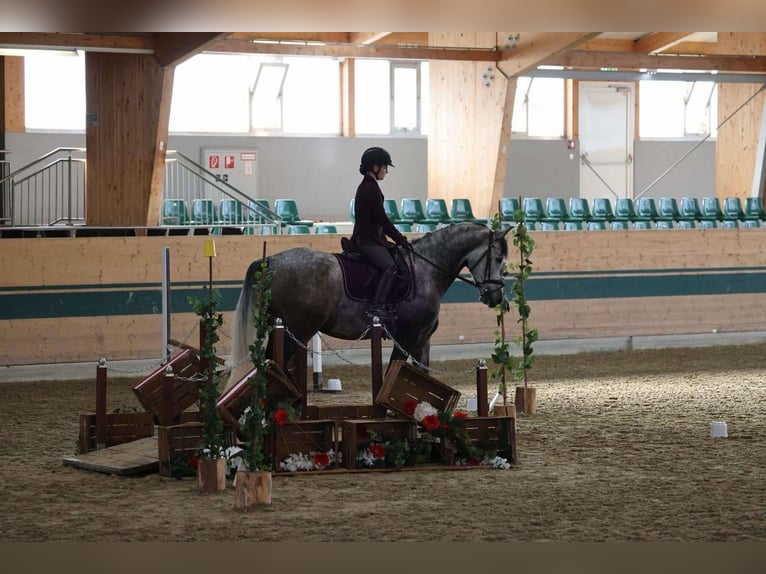 PRE Mix Wallach 8 Jahre 168 cm Schimmel in Göllersdorf