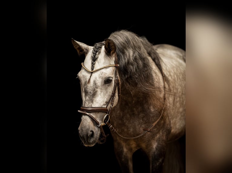 PRE Mix Wallach 8 Jahre 168 cm Schimmel in Göllersdorf