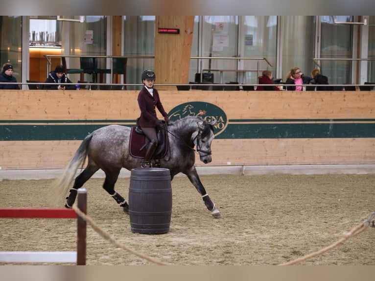 PRE Mix Wallach 8 Jahre 168 cm Schimmel in Göllersdorf