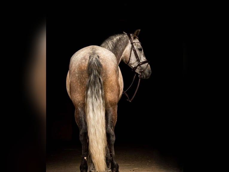 PRE Mix Wallach 8 Jahre 168 cm Schimmel in Göllersdorf