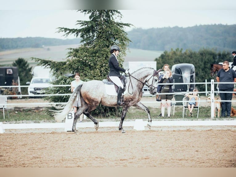 PRE Mix Wallach 8 Jahre 168 cm Schimmel in Göllersdorf