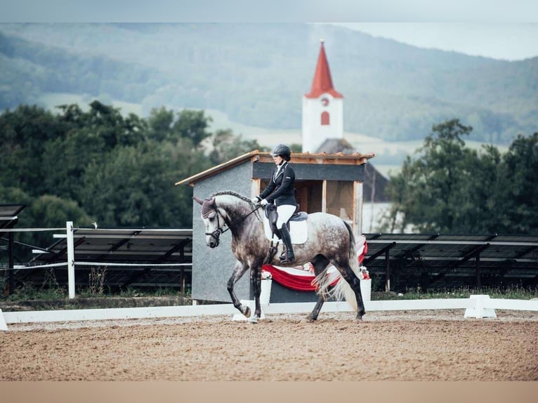 PRE Mix Wallach 8 Jahre 168 cm Schimmel in Göllersdorf