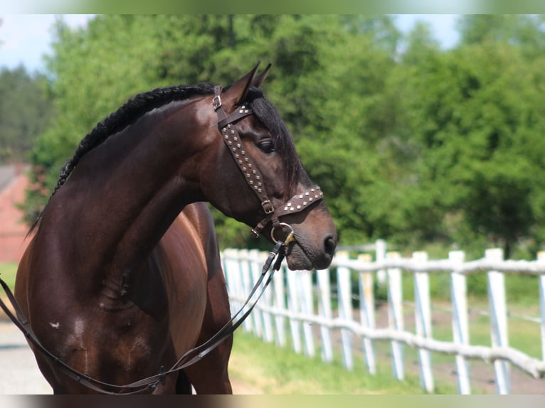 PRE Wallach 8 Jahre 169 cm Dunkelbrauner in Santok