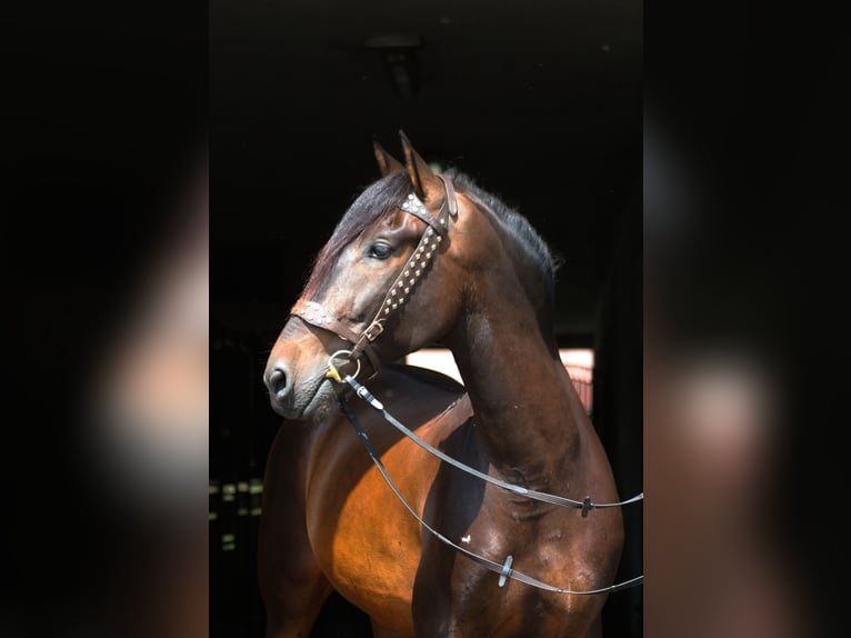 PRE Wallach 8 Jahre 169 cm Dunkelbrauner in Santok