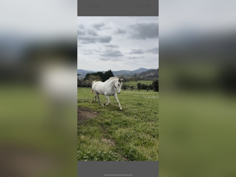 PRE Wallach 8 Jahre 169 cm Schimmel in Anzo (Grado)