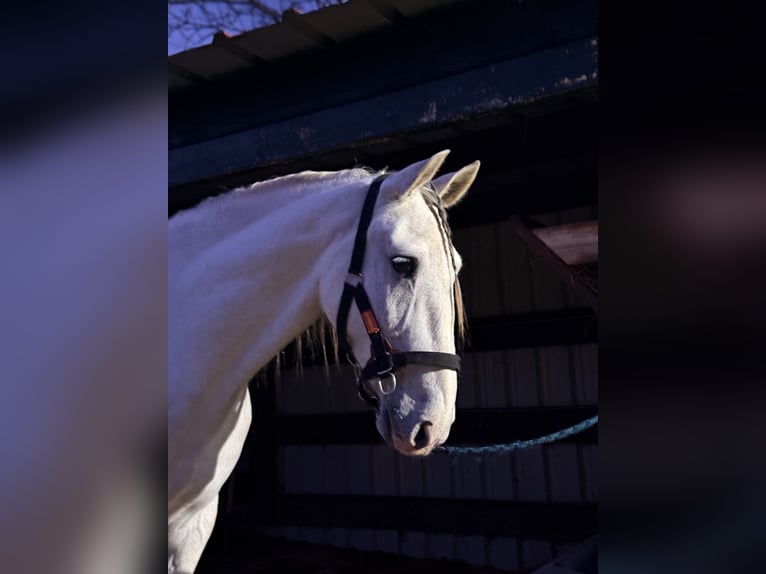 PRE Wallach 8 Jahre 169 cm Schimmel in Anzo (Grado)