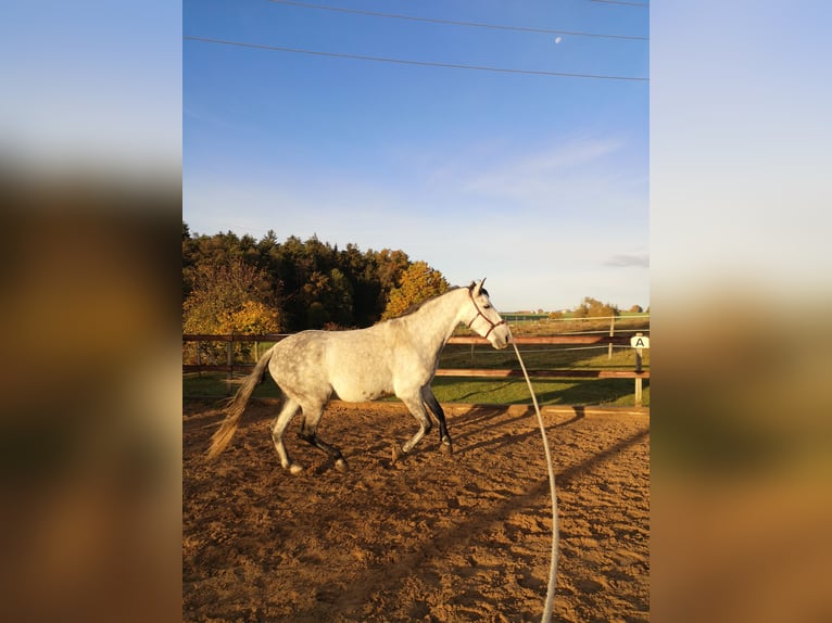 PRE Wallach 8 Jahre 170 cm Apfelschimmel in Dinkelsbühl