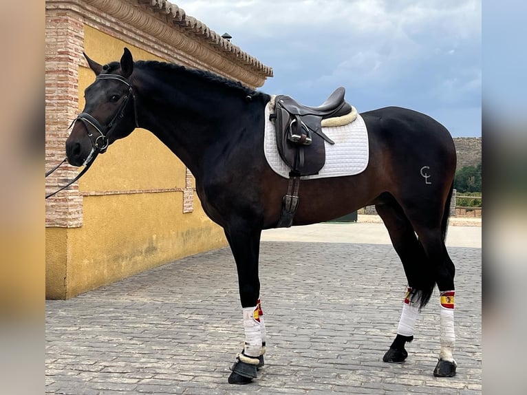 PRE Mix Wallach 8 Jahre 170 cm Brauner in Renedo De Esgueva