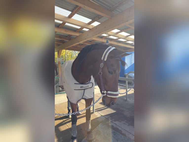 PRE Wallach 8 Jahre 170 cm Brauner in Frankenthal (Pfalz)