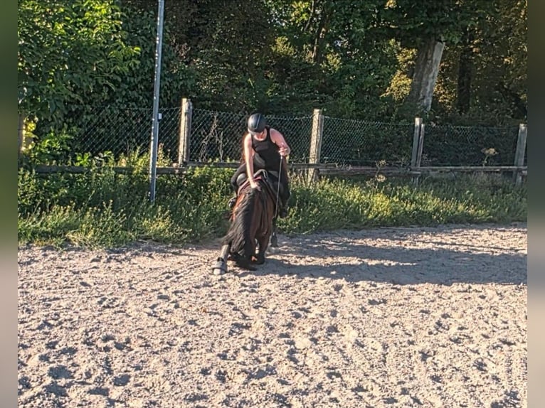 PRE Wallach 8 Jahre 170 cm Brauner in Frankenthal (Pfalz)