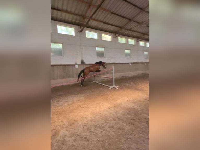 PRE Wallach 8 Jahre 170 cm Brauner in Frankenthal (Pfalz)