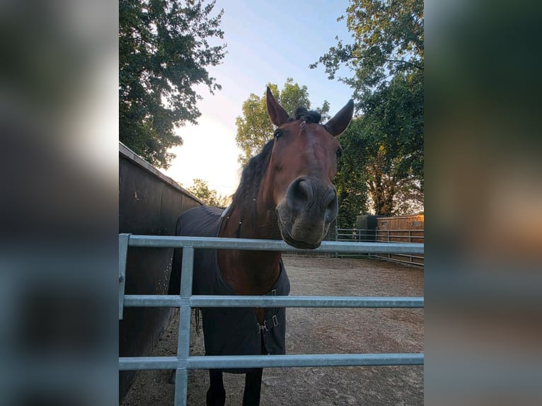 PRE Wallach 8 Jahre 170 cm Brauner in Frankenthal (Pfalz)