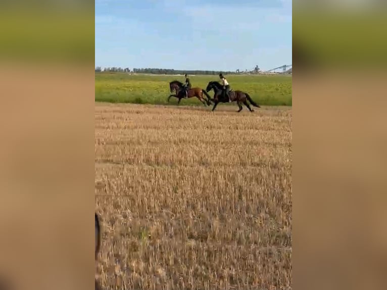 PRE Wallach 8 Jahre 170 cm Brauner in Frankenthal (Pfalz)