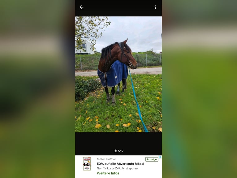 PRE Wallach 8 Jahre 170 cm Brauner in Frankenthal (Pfalz)