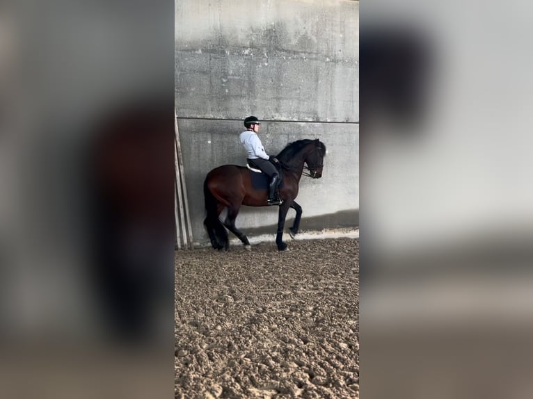 PRE Wallach 8 Jahre 172 cm Brauner in Mornico al serio (BG)