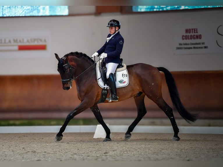 PRE Wallach 8 Jahre 172 cm Brauner in Mornico al serio (BG)