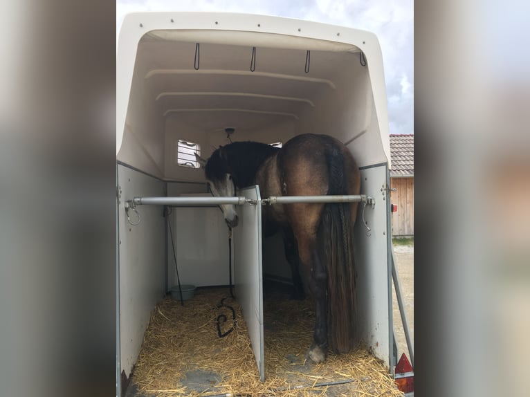 PRE Wallach 8 Jahre 172 cm Schimmel in M&#xFC;llendorf