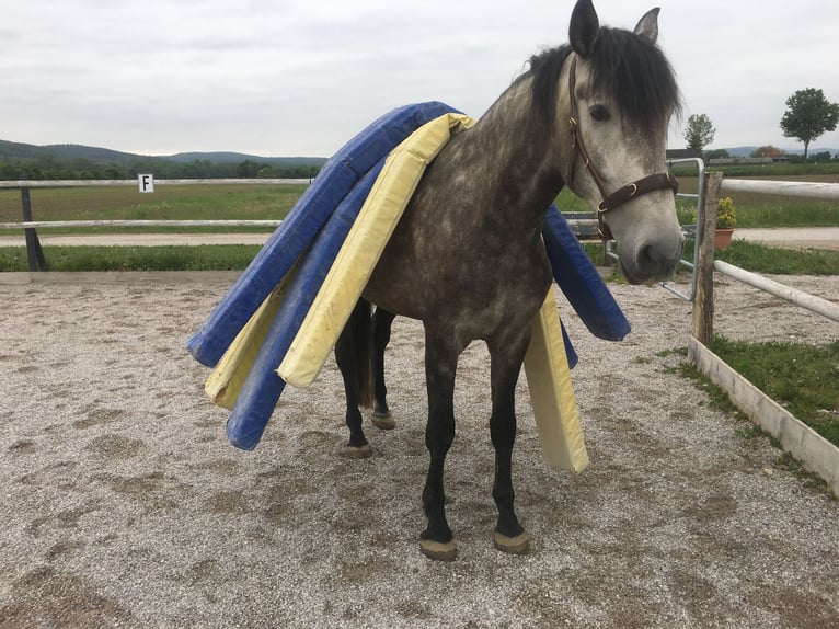 PRE Wallach 8 Jahre 172 cm Schimmel in M&#xFC;llendorf