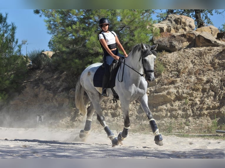 PRE Mix Wallach 8 Jahre 180 cm Schimmel in Sabadell