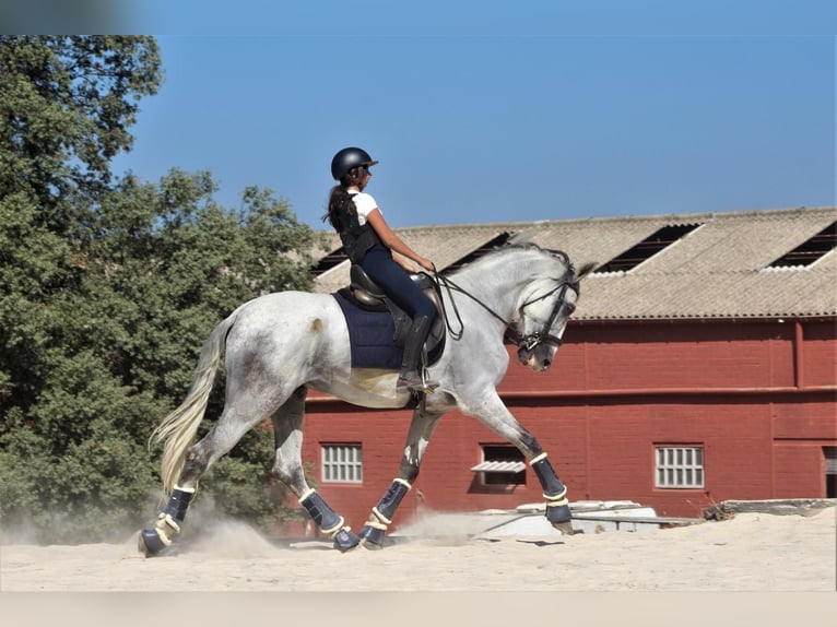 PRE Mix Wallach 8 Jahre 180 cm Schimmel in Sabadell