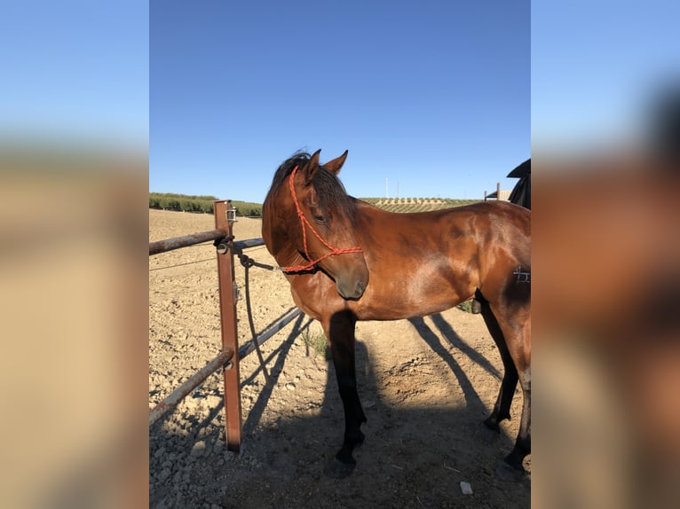 PRE Mix Wallach 8 Jahre Brauner in Castro del Río