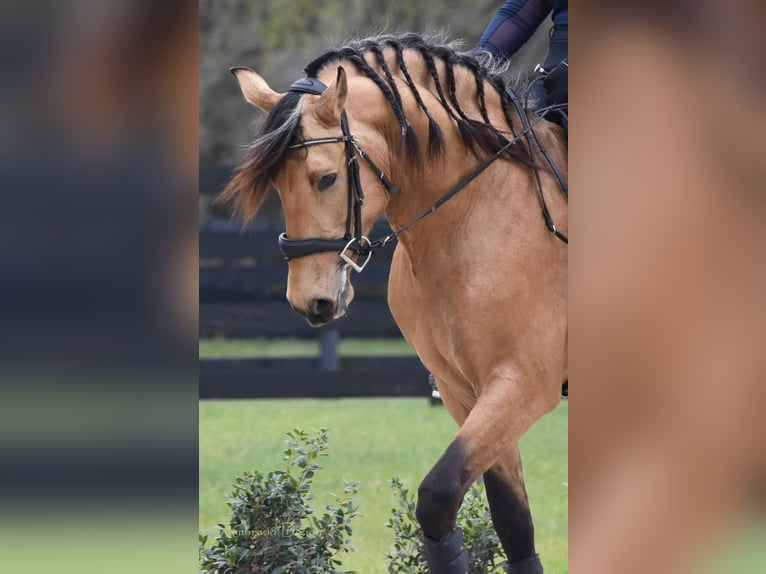 PRE Mix Wallach 8 Jahre Buckskin in Aiken