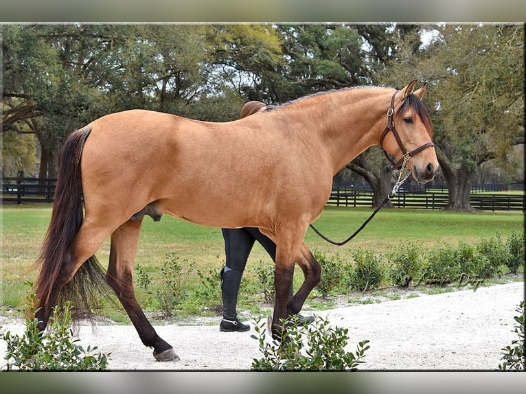 PRE Mix Wallach 8 Jahre Buckskin in Aiken