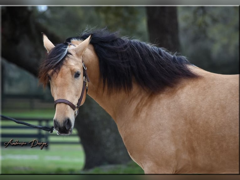 PRE Mix Wallach 8 Jahre Buckskin in Aiken