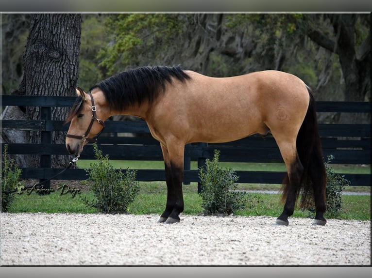 PRE Mix Wallach 8 Jahre Buckskin in Aiken