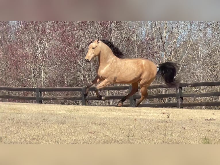 PRE Mix Wallach 8 Jahre Buckskin in Aiken