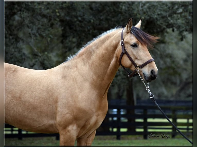 PRE Mix Wallach 8 Jahre Buckskin in Aiken