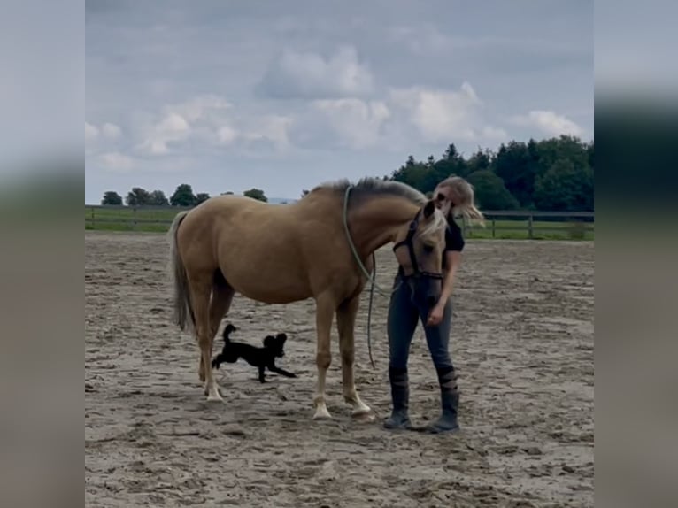PRE Mix Wallach 9 Jahre 151 cm Palomino in Waldshut