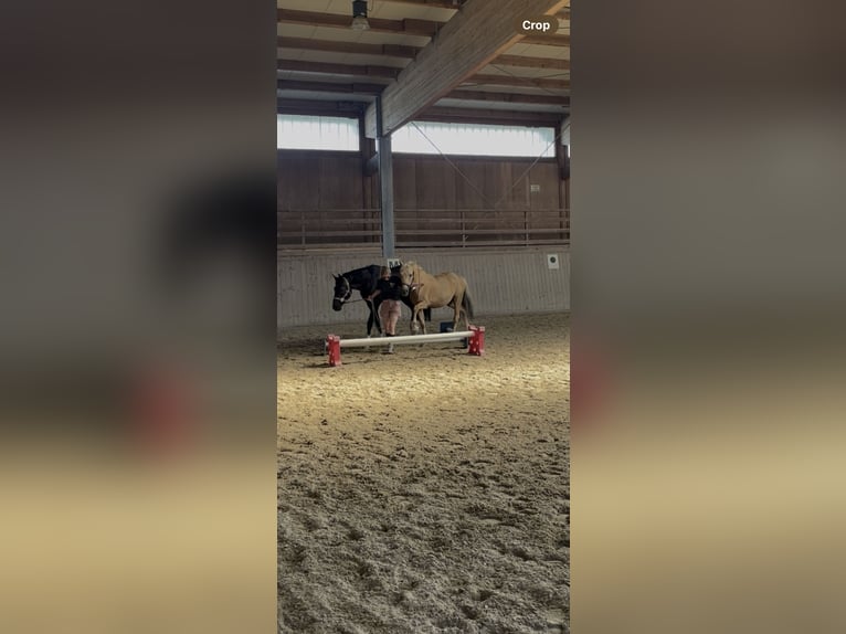 PRE Mix Wallach 9 Jahre 151 cm Palomino in Waldshut