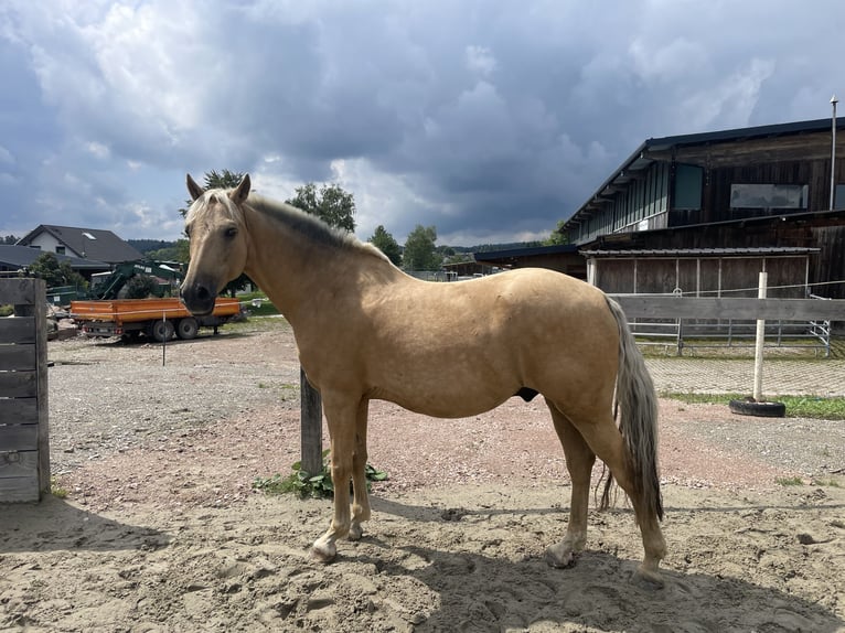 PRE Mix Wallach 9 Jahre 151 cm Palomino in Waldshut