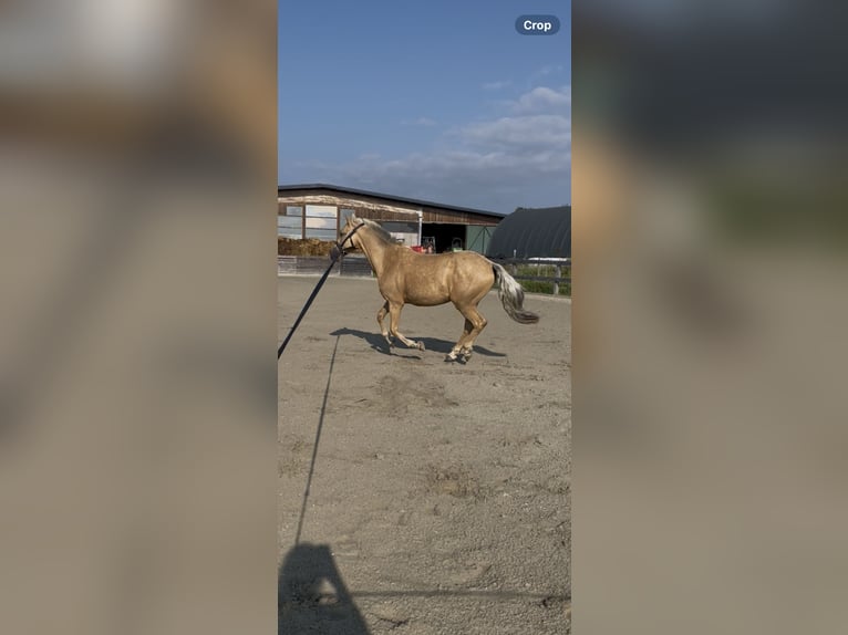 PRE Mix Wallach 9 Jahre 151 cm Palomino in Waldshut