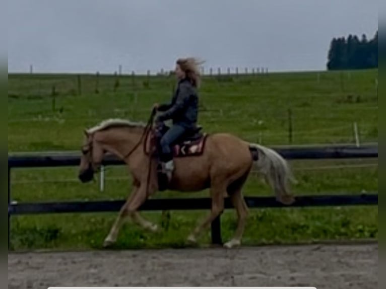 PRE Mix Wallach 9 Jahre 151 cm Palomino in Waldshut