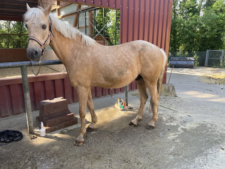 PRE Mix Wallach 9 Jahre 151 cm Palomino in Waldshut