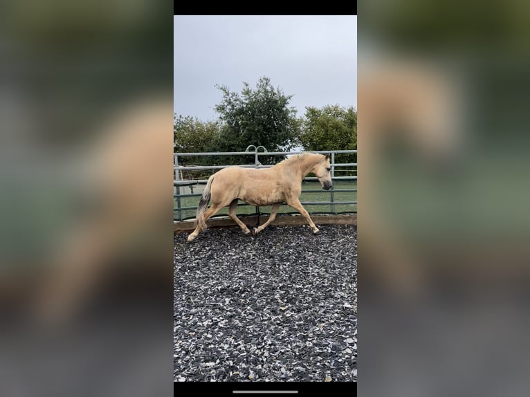 PRE Mix Wallach 9 Jahre 151 cm Palomino in Waldshut