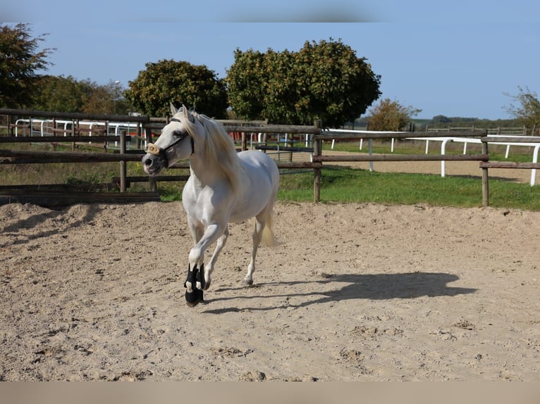 PRE Wallach 9 Jahre 154 cm Schimmel in Neuwied