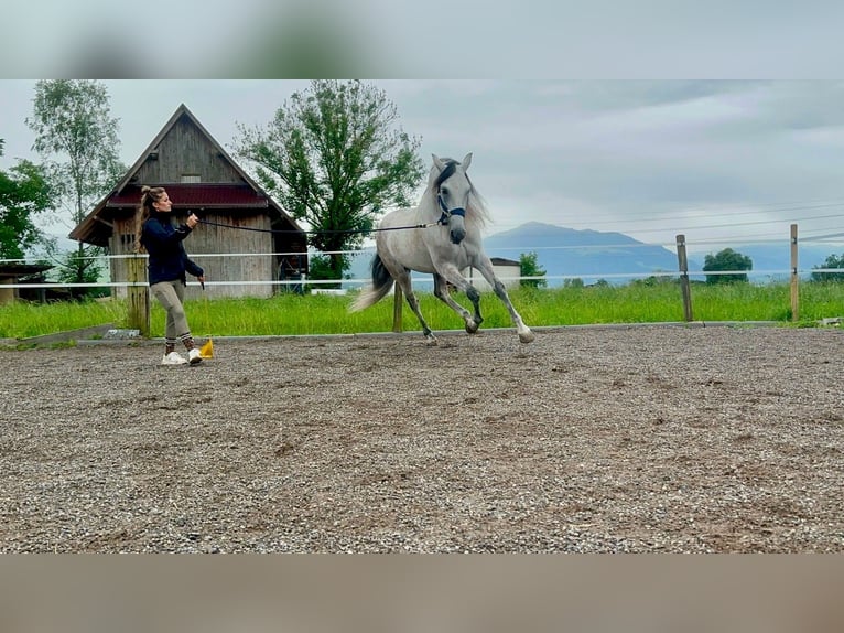 PRE Mix Wallach 9 Jahre 155 cm Schimmel in Baar