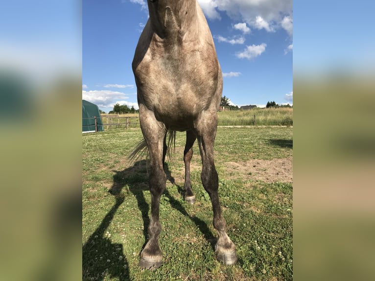 PRE Wallach 9 Jahre 157 cm Apfelschimmel in Bundenbach