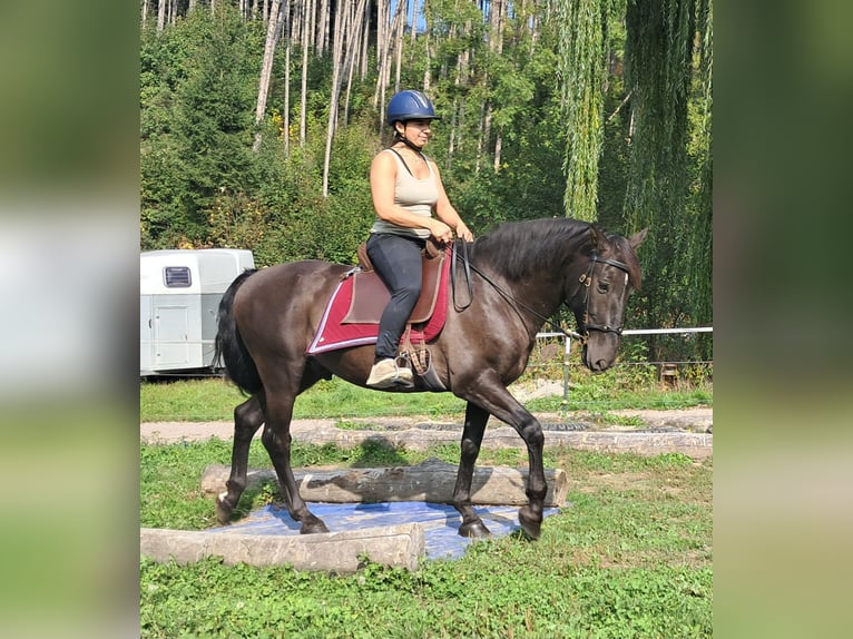 PRE Mix Wallach 9 Jahre 157 cm Schwarzbrauner in Bayerbach