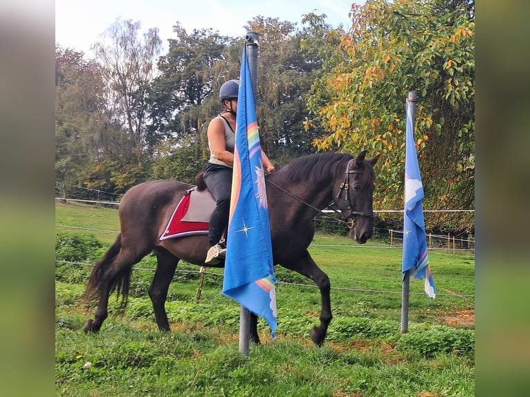 PRE Mix Wallach 9 Jahre 157 cm Schwarzbrauner in Bayerbach